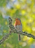  (Erithacus rubecula)